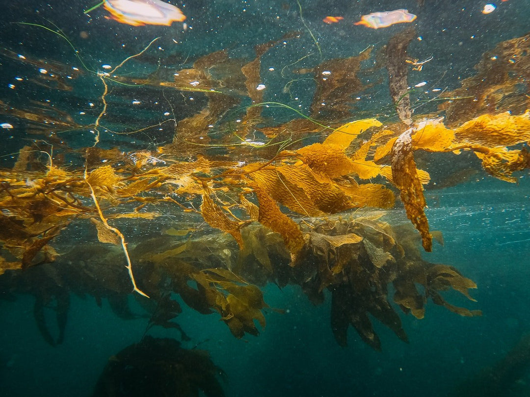 Sea Moss: The Viral, Natural Superfood and Its Benefits - East River Wellness