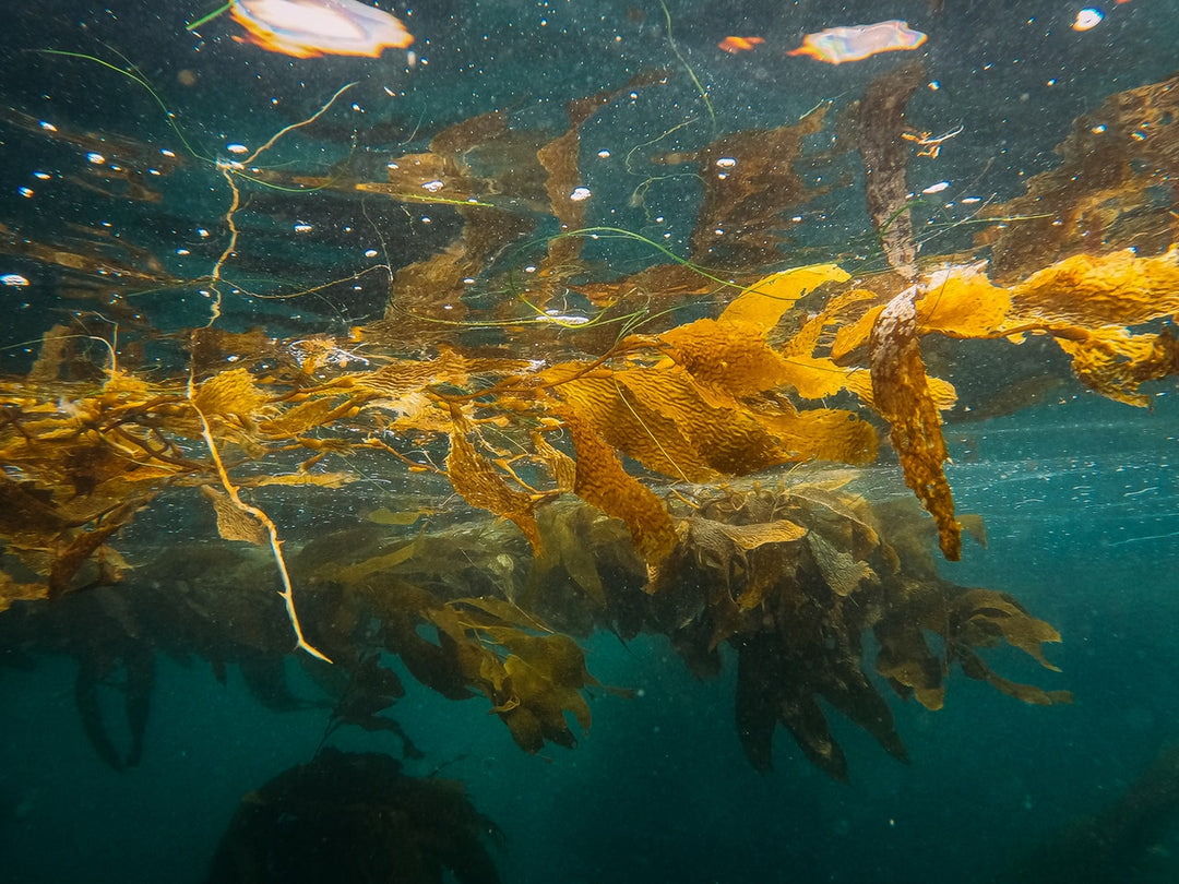 Sea Moss: The Viral, Natural Superfood and Its Benefits