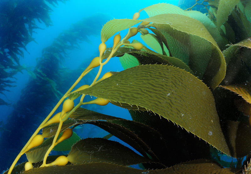 Sea Moss, Bladderwrack & Burdock Root: A Simple Guide